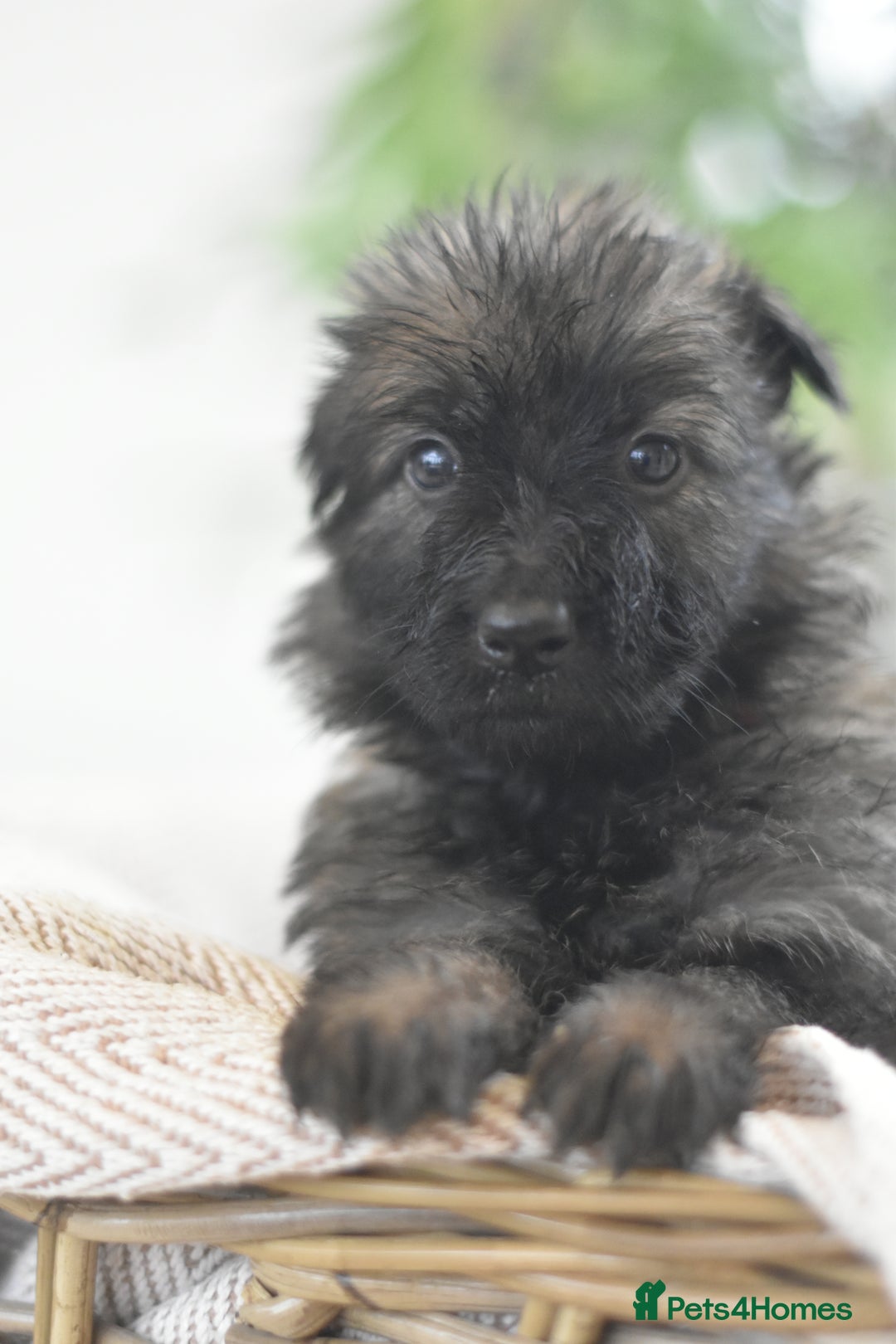 German Shepherd dogs for sale: KC registered 5 generation long coated GSD puppies - Advert 28