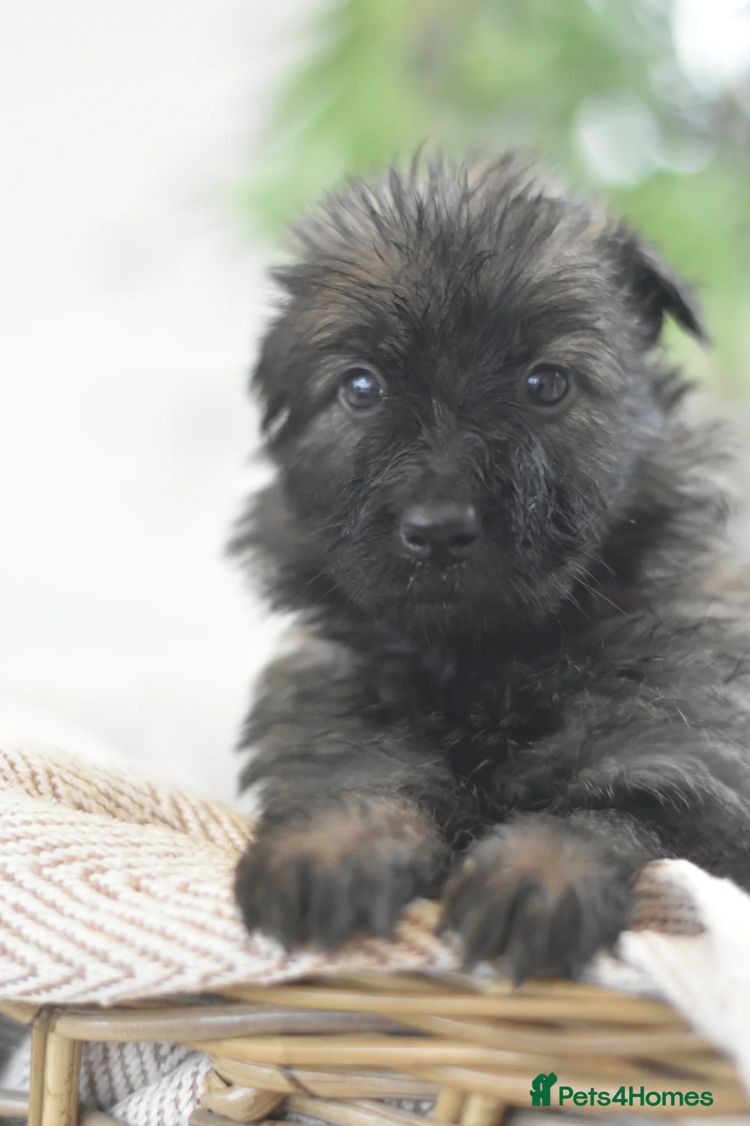 German Shepherd dogs for sale: KC registered 5 generation long coated GSD puppies - Advert 28