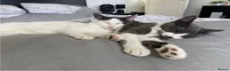 Mixed Breed cats for sale: REHOMING: 2 Grey/White Cats, Siblings - Advert 2