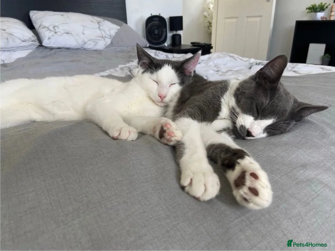 Mixed Breed cats for sale: REHOMING: 2 Grey/White Cats, Siblings - Advert 2