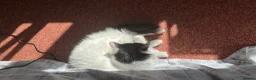 British Longhair cats for sale: Beautiful long haired female cat for sale - Advert 10