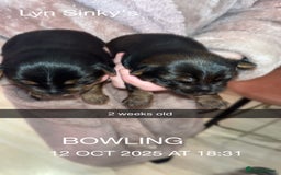 Yorkshire Terrier dogs for sale: Yorkshire terrier  **   - Advert 2