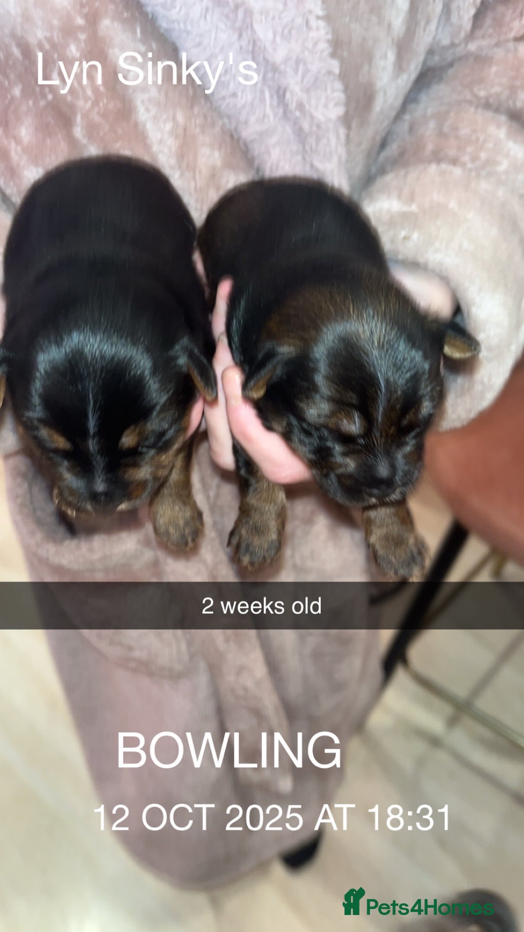 Yorkshire Terrier dogs for sale: Yorkshire terrier  **   - Advert 2
