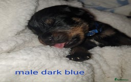 Rottweiler dogs for sale: Chunky big boned rottweilers  - Image 19