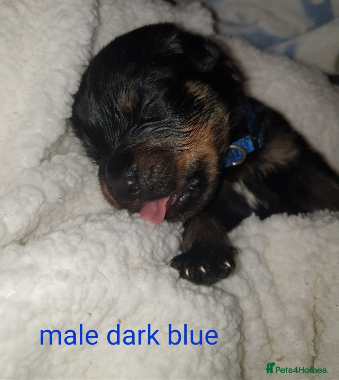 Rottweiler dogs for sale: Chunky big boned rottweilers  - Image 19