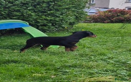 French Bulldog dogs for sale: French bulldog and rottweiler  - Image 2