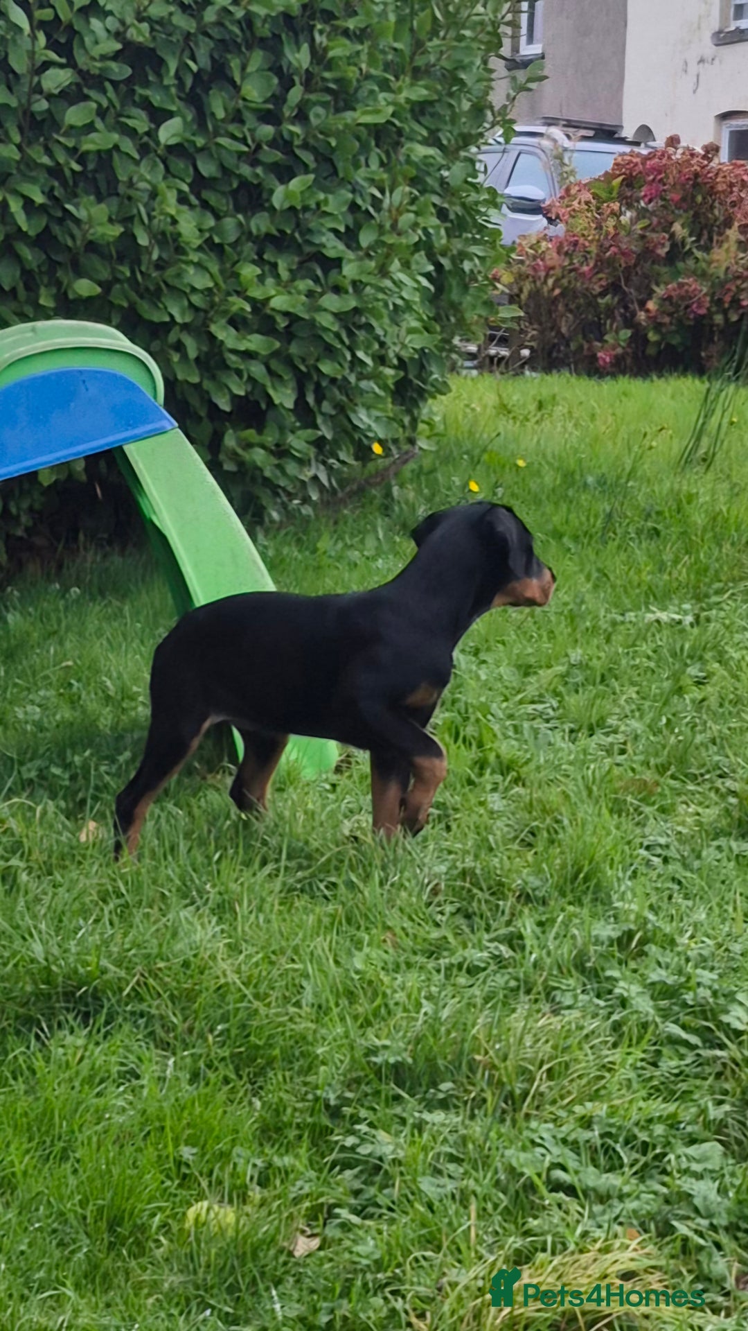 French Bulldog dogs for sale: French bulldog and rottweiler  - Image 2