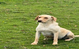 Labrador Retriever dogs for sale: Cream Adult Female Labrador  - Image 5