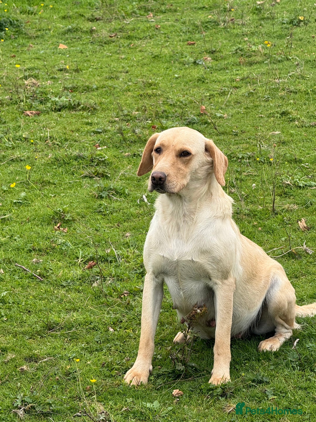 Labrador Retriever dogs for sale: Cream Adult Female Labrador  - Image 5
