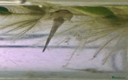 Other/Mixed Breed fish for sale: Axolotls - Image 5