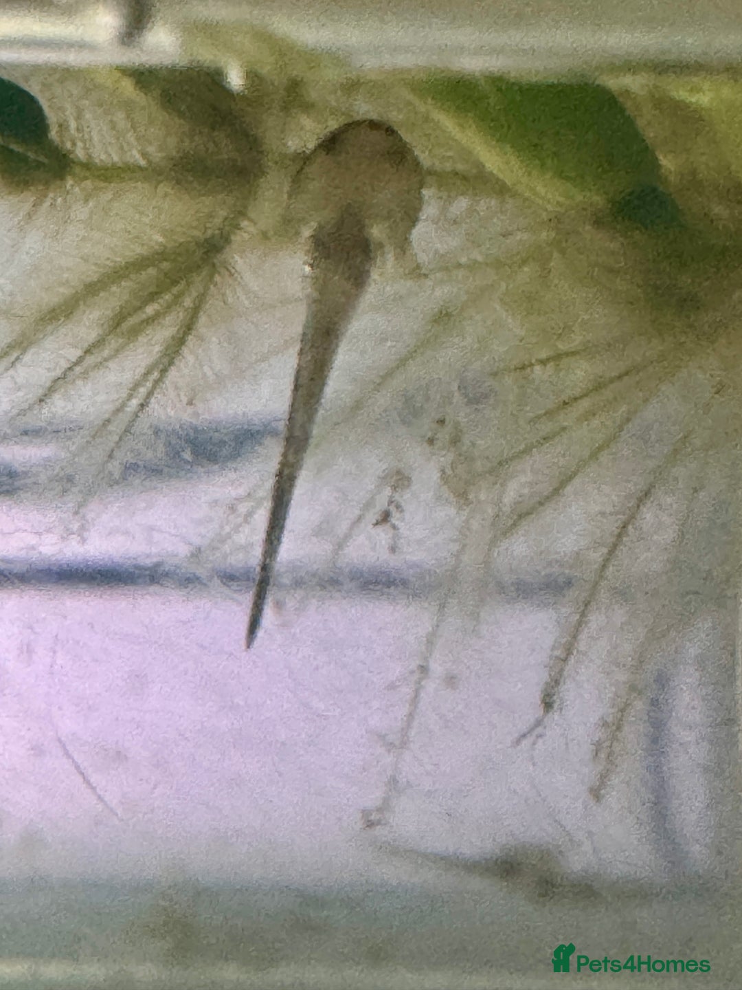 Other/Mixed Breed fish for sale: Axolotls - Image 5