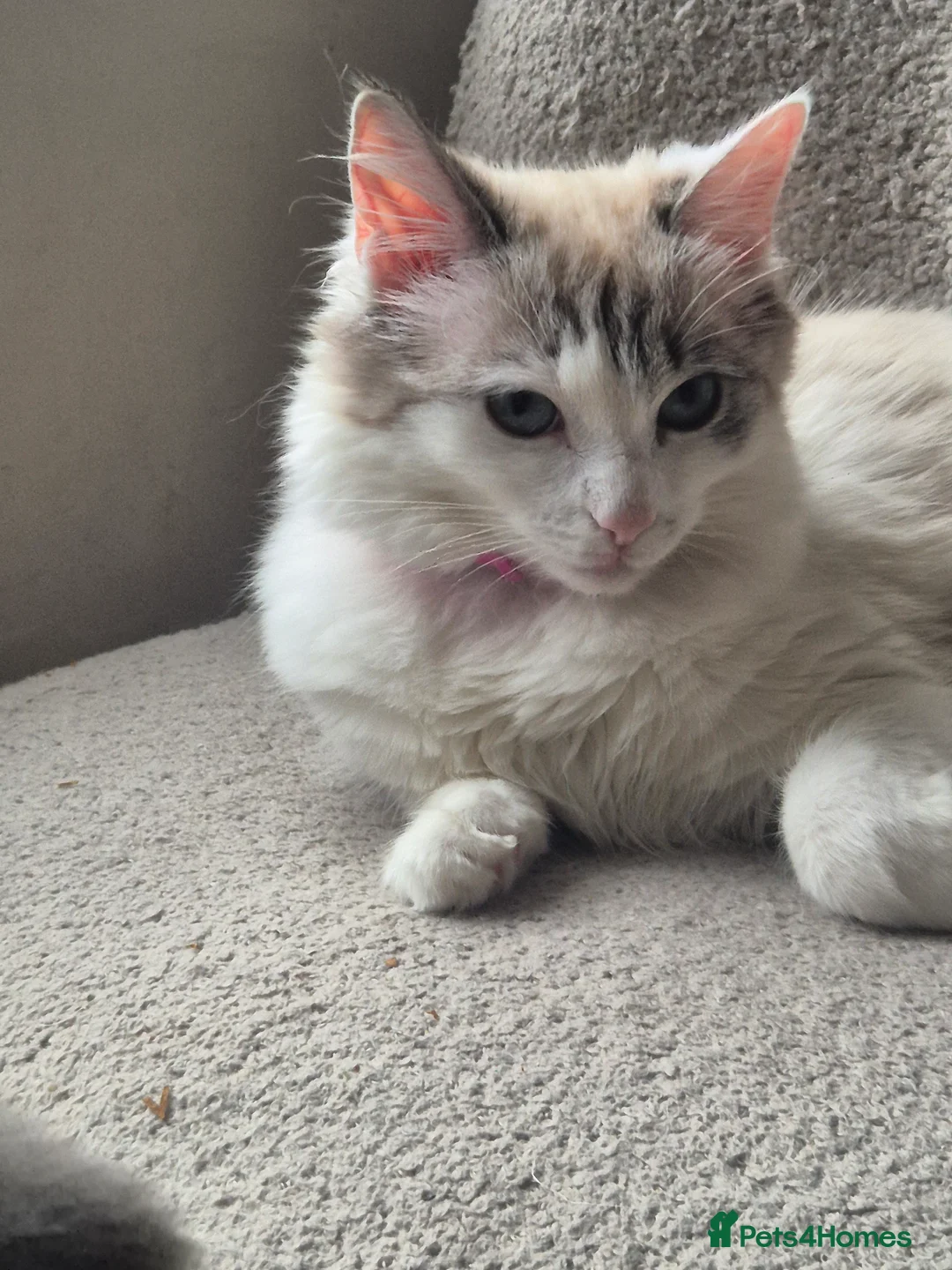 Ragdoll cats for sale: Beautiful female Ragdoll for sale  - Advert 9