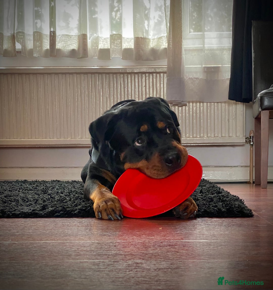 Rottweiler dogs for stud: Rottweiler for Stud in Camberley - Advert 3