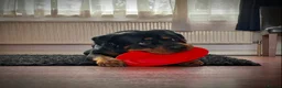 Rottweiler dogs for stud: Rottweiler for Stud in Camberley - Advert 3