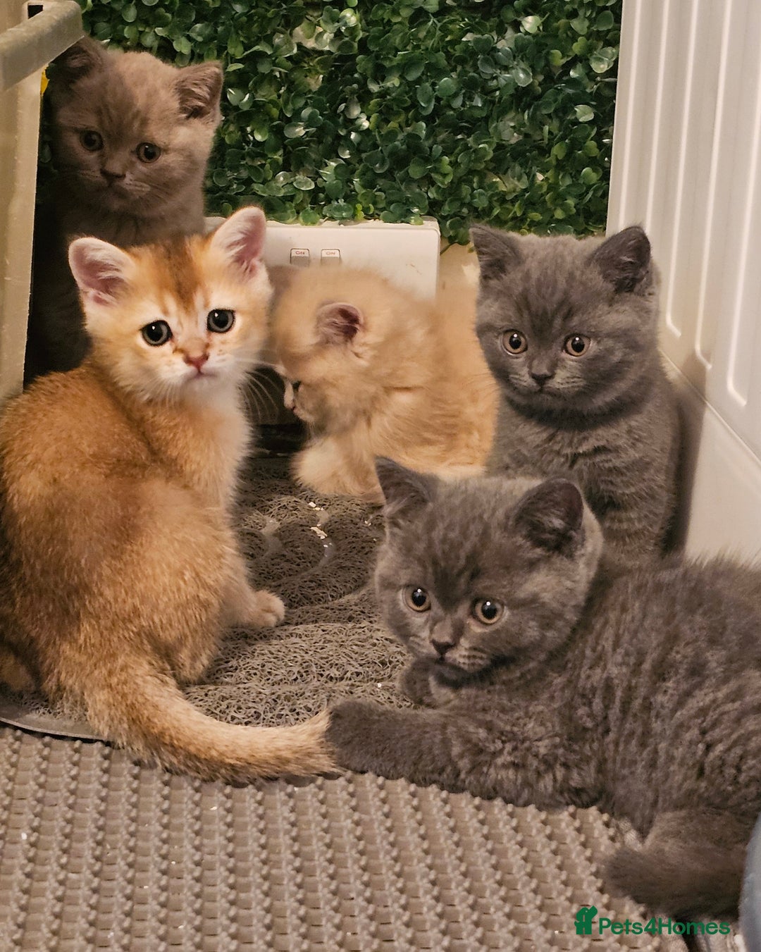 British Shorthair cats for sale: BSH BLUE AND BSH GOLD KITTENS Ready now! - Image 30