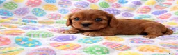 Cavalier King Charles Spaniel dogs for sale: Beautiful, Cavalier King Charles Spaniel puppies - Advert 3
