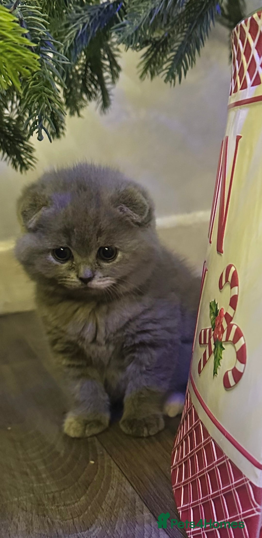 Scottish Fold cats for sale: ✨💜 Scottish Fold Girls For Sale 💜✨ - Advert 8