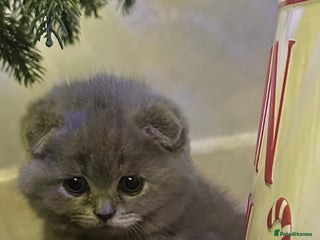 Scottish Fold cats ✨💜 Scottish Fold Girls For Sale 💜✨ - Advert 5