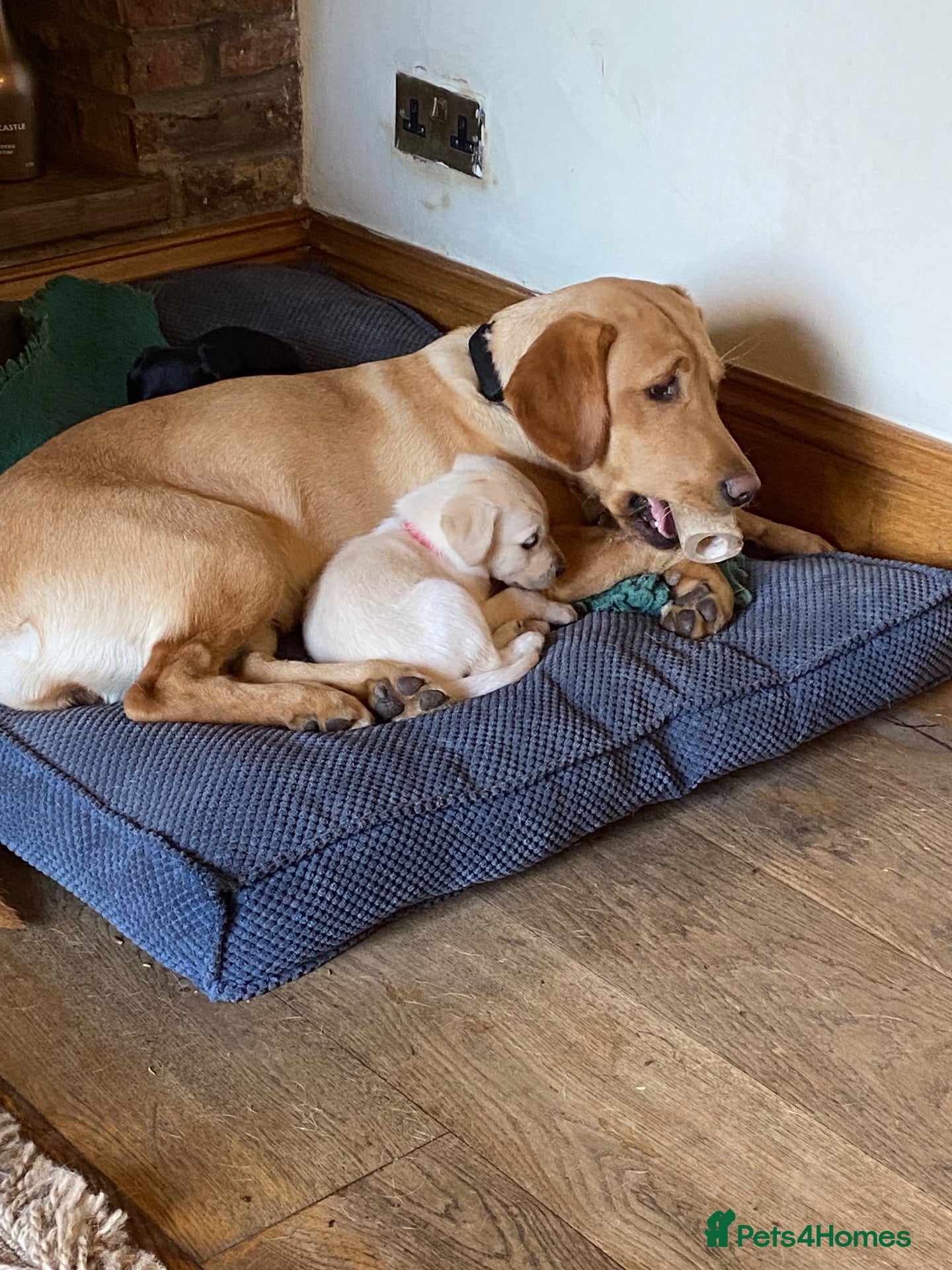 Labrador Retriever dogs STUNNING LABRADOR PUPPIES  - Advert 1