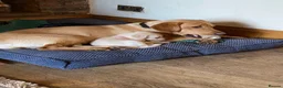 Labrador Retriever dogs for sale: STUNNING LABRADOR PUPPIES  - Advert 10