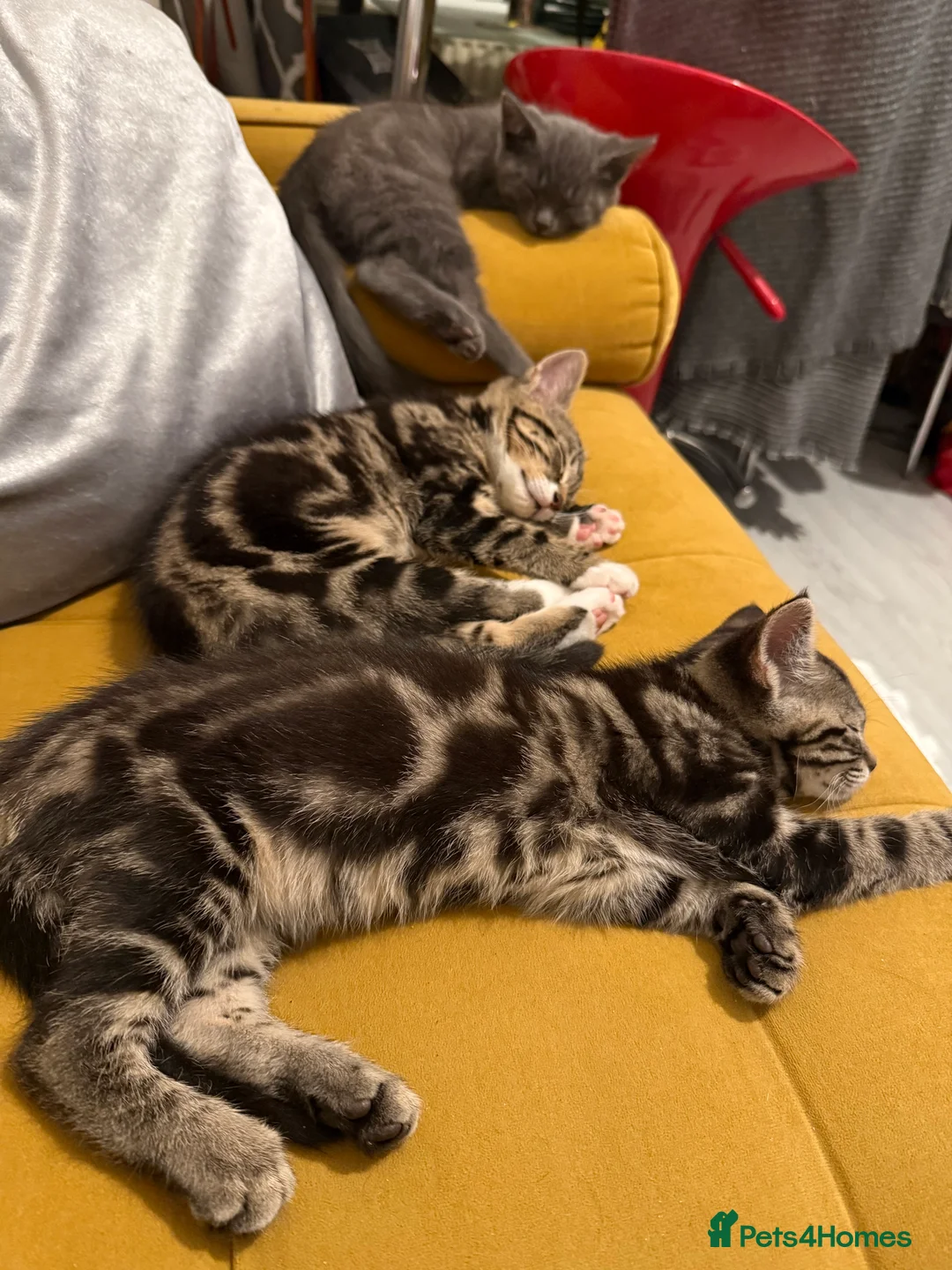 British Shorthair cats for sale: 3 cute and friendly kittens. 1 grey, 2 tabby - Advert 9