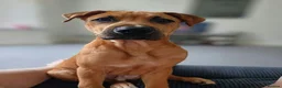 Mixed Breed dogs for sale: Please meet hugo in Sunderland - Advert 2