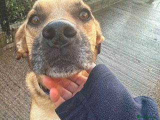 Mixed Breed dogs in Nantwich - Advert 9