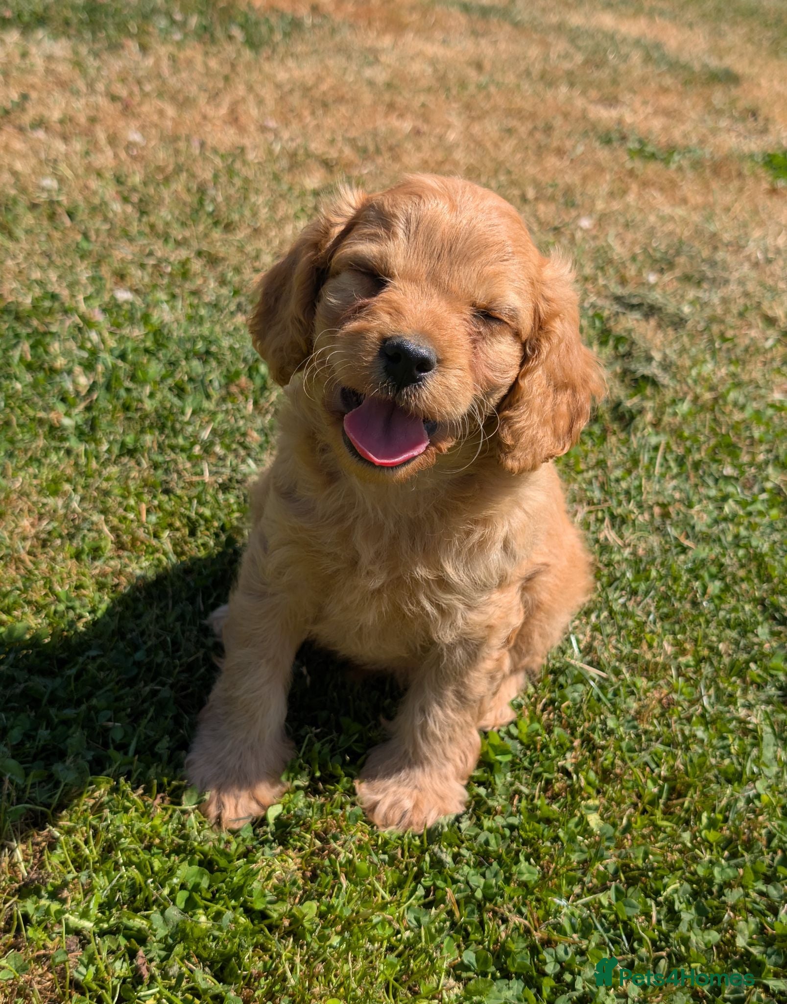 Cavapoo dogs 🌟 F1 Cavapoo Puppies –  Health Tested Parents - Advert 2