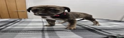 Lurcher dogs for sale: Beautiful litter of Lurcher pups - Advert 15