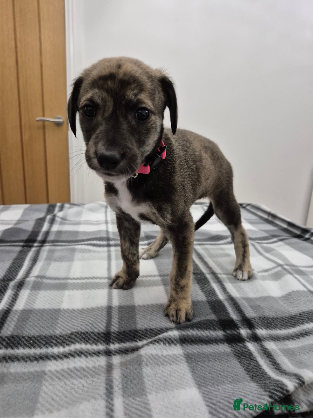 Lurcher dogs for sale: Beautiful litter of Lurcher pups - Advert 15