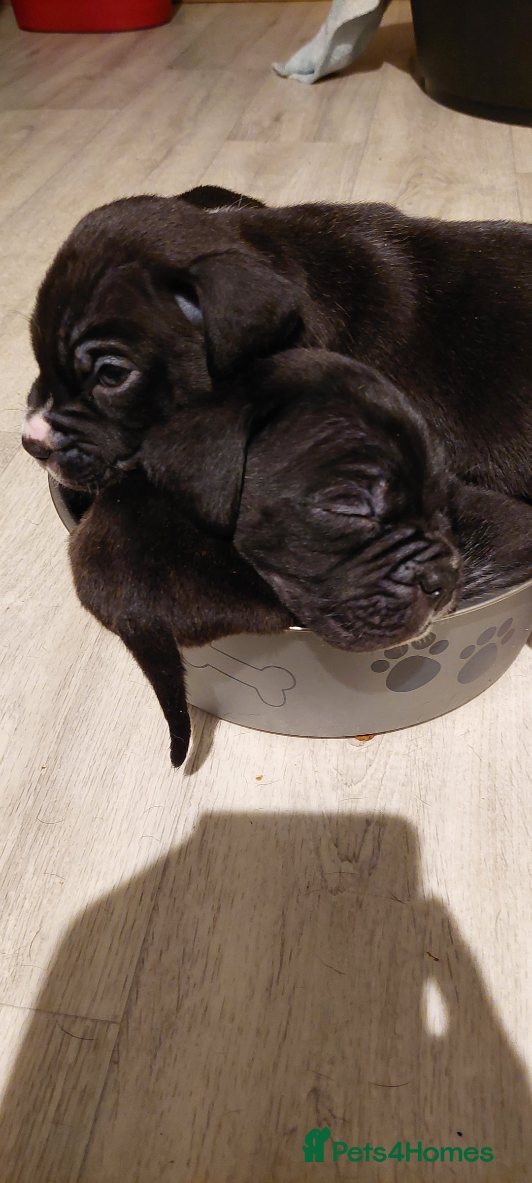 Mixed Breed dogs for sale: Cane Corso cross American bulldog puppy's  - Advert 20