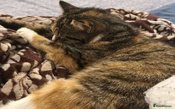 Mixed Breed cats for sale: RARE FEMALE KITTEN *AVAILABLE* - Image 7