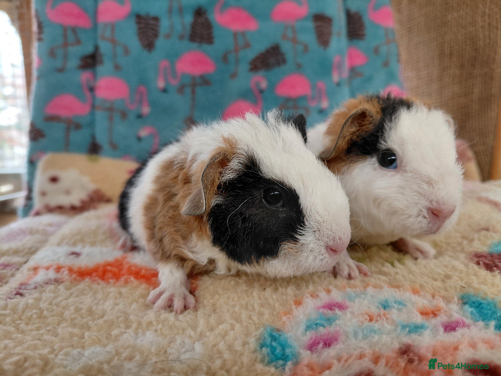 Guinea Pig rodents Baby Boars In Different Breeds  - Advert 16
