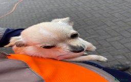 Chihuahua dogs for sale: Chihuahua puppy’s  - Image 3