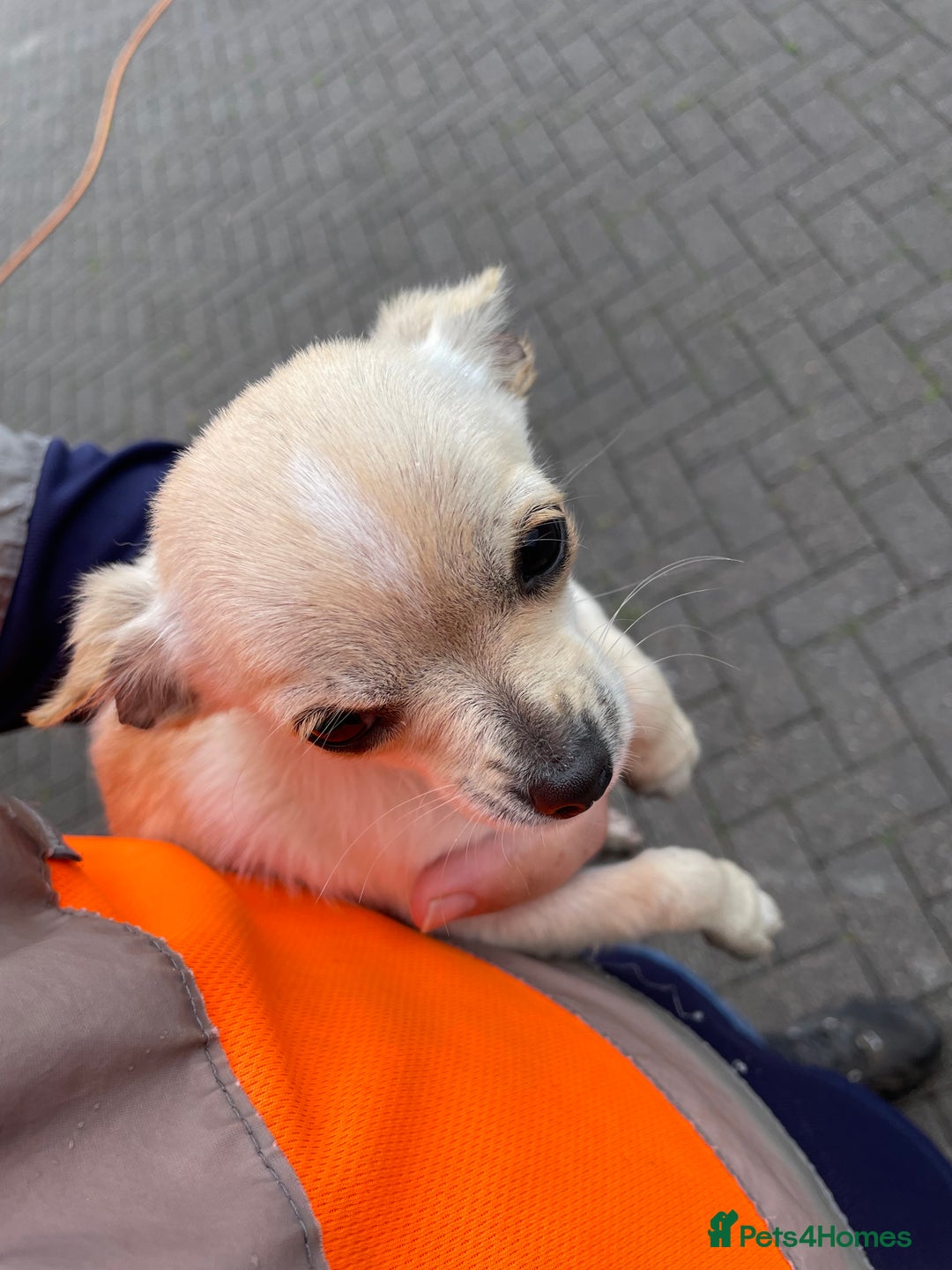 Chihuahua dogs for sale: Chihuahua puppy’s  - Image 3