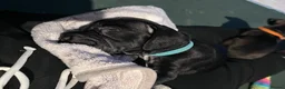 Mixed Breed dogs for sale: Sprocker spaniel x Frenchie-Pei  - Advert 21