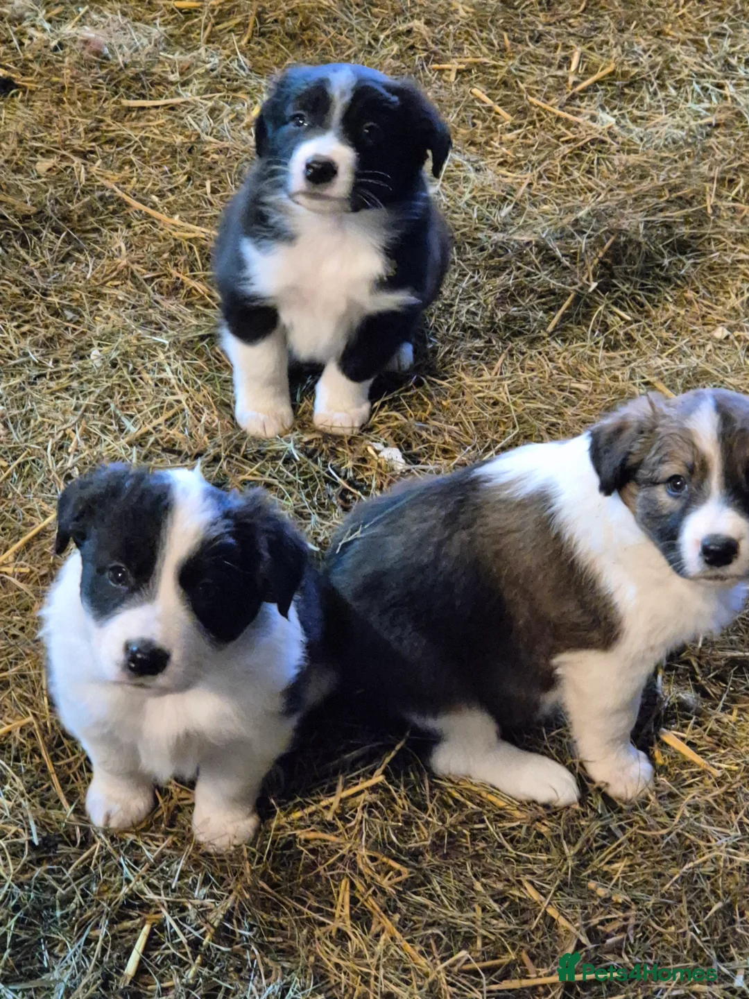 Border Collie dogs for sale: Border Collie Pups - Advert 8