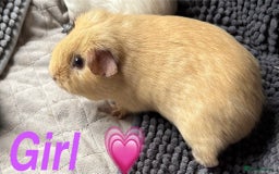 Guinea Pig rodents for sale: Guinea pigs  - Image 3