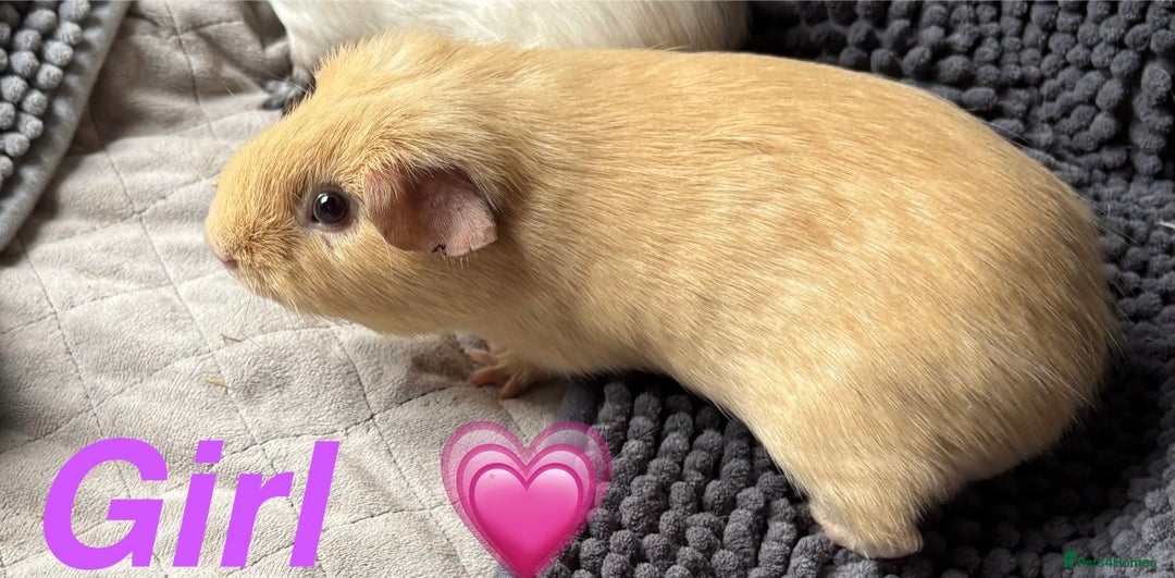 Guinea Pig rodents for sale: Guinea pigs  - Image 3