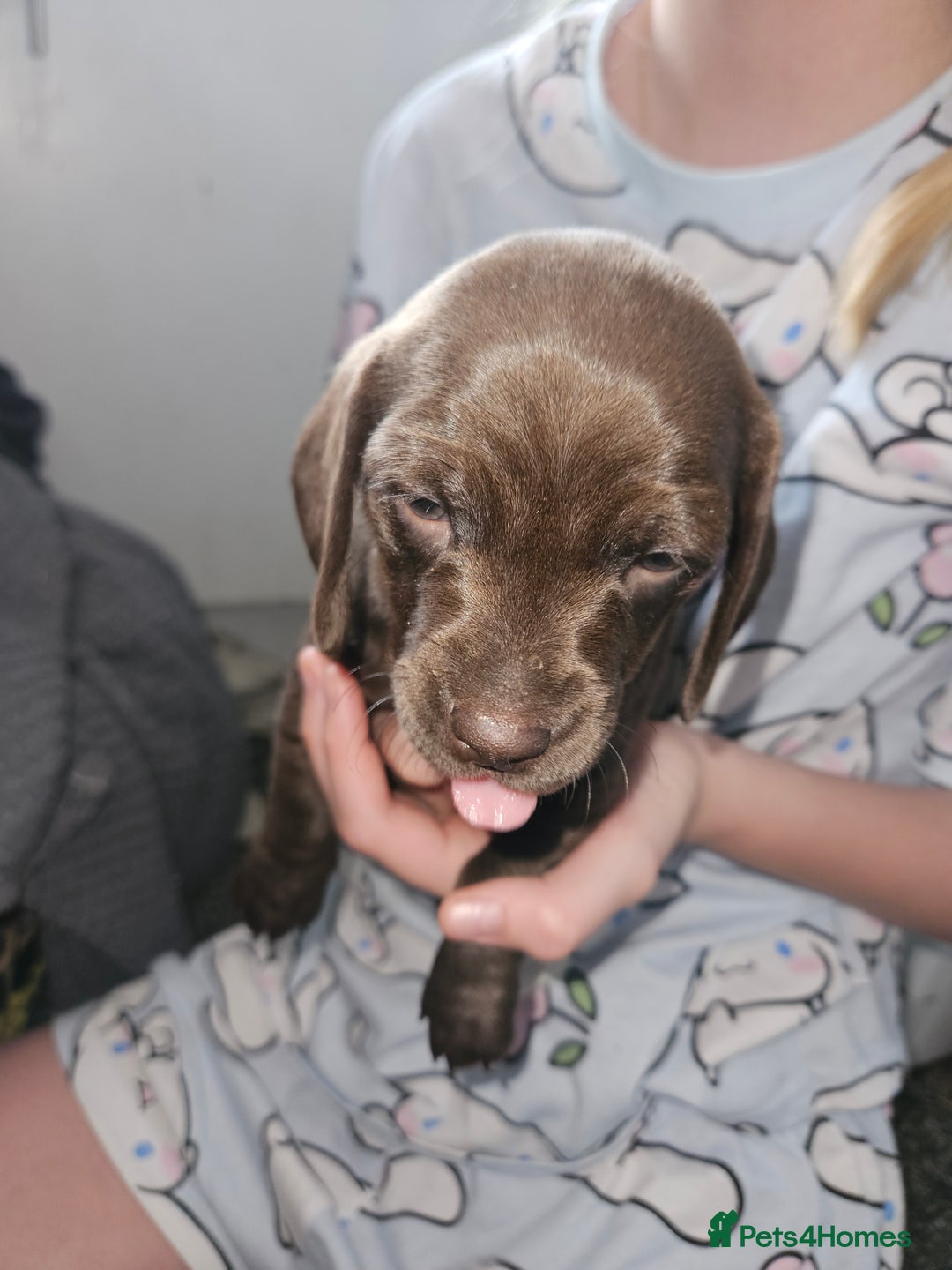 Mixed Breed dogs for sale: Pug x miniature dachshund *Only one left* - Image 11