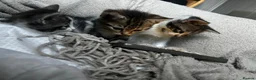 Mixed Breed cats for sale: 💕Beautiful kittens looking for loving homes💕 - Advert 8