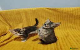 Mixed Breed cats for sale: BEAUTIFUL KITTENS VIDEOS - Image 24