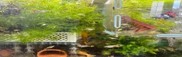 Platies fish for sale: Beautiful small Platy, Guppy Molly &Pleco-HobbyTK - Advert 18