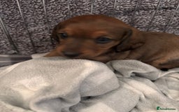 Dachshund dogs for sale: Dachshund puppies  - Image 2