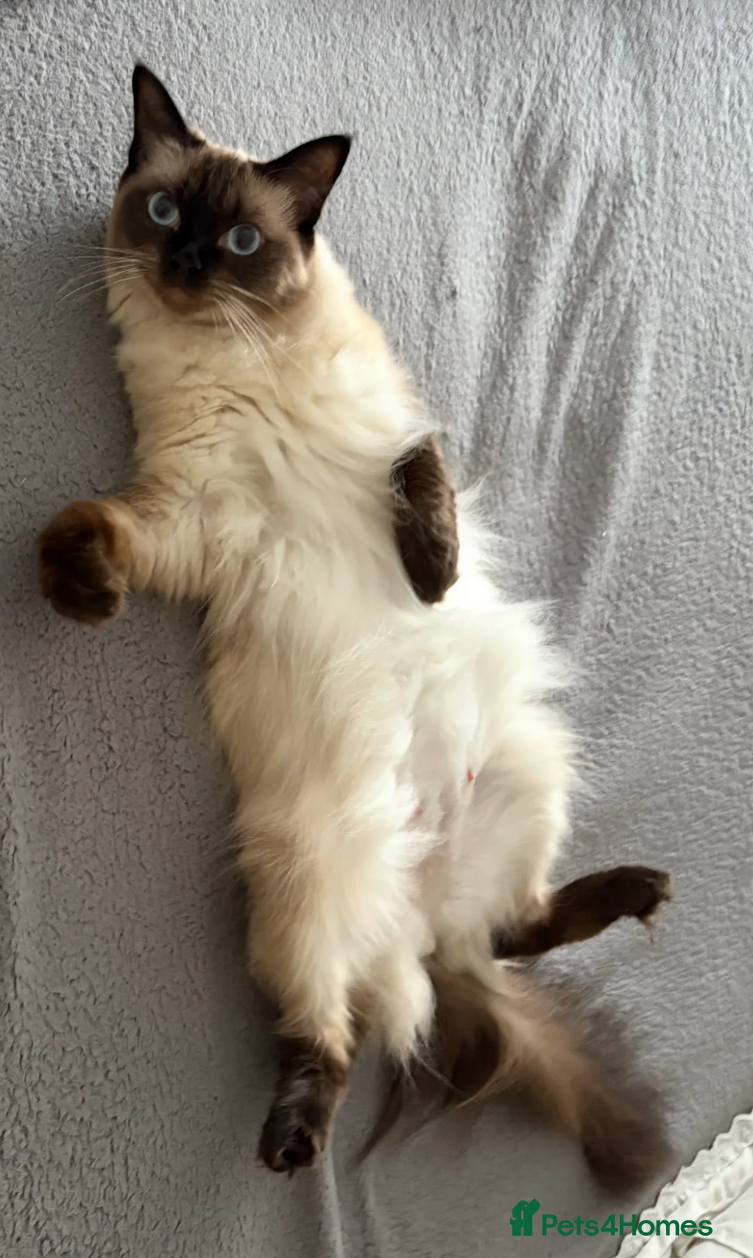Ragdoll cats for sale: STUNNING FULLY HEALTH TESTED RAGDOLLS - Advert 22