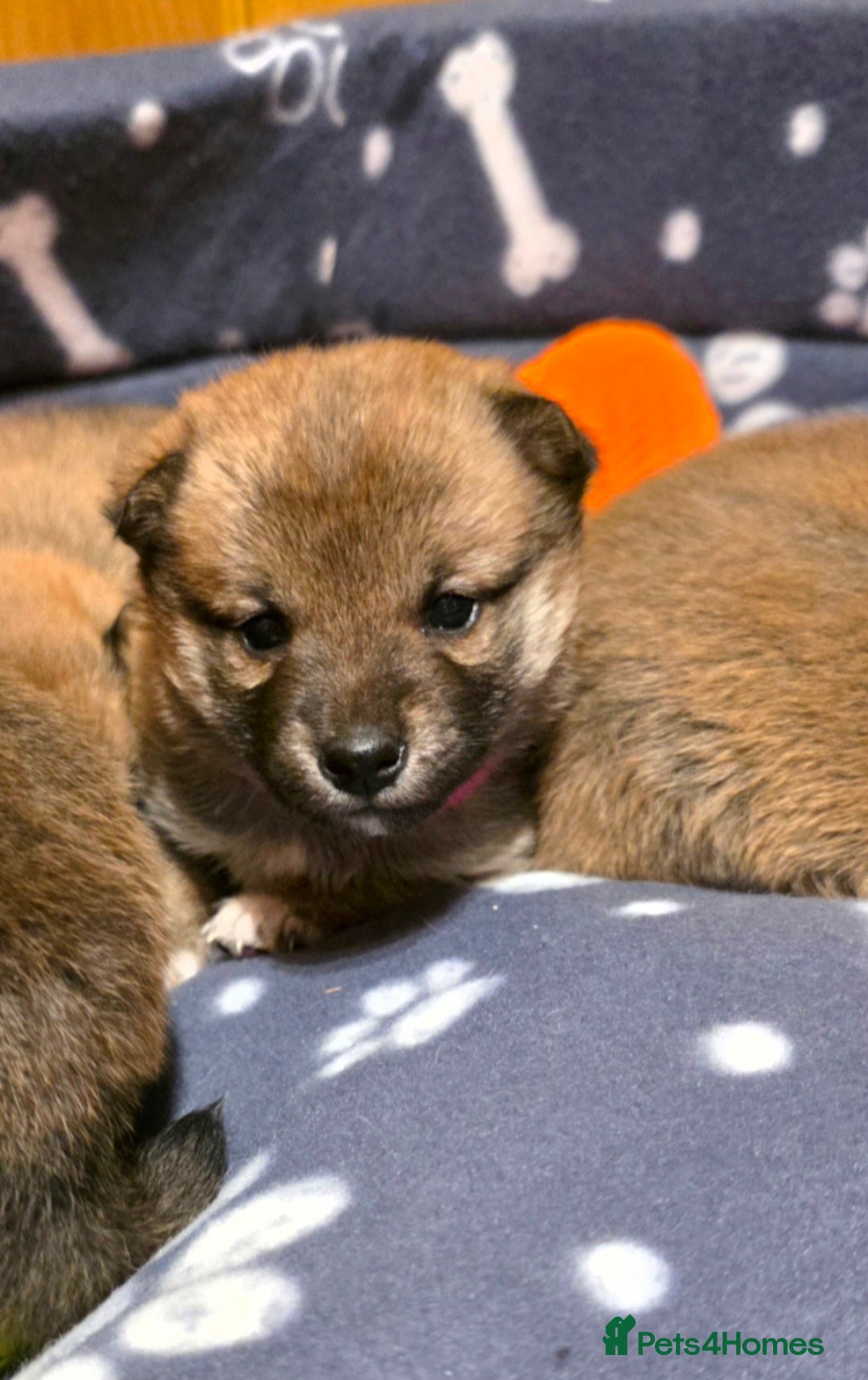 Japanese Shiba Inu dogs for sale: Healthy Kc reg Shiba babies - Advert 14