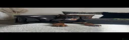 Dobermann dogs for sale: Kc registered Doberman pups top pedigrees  - Advert 7