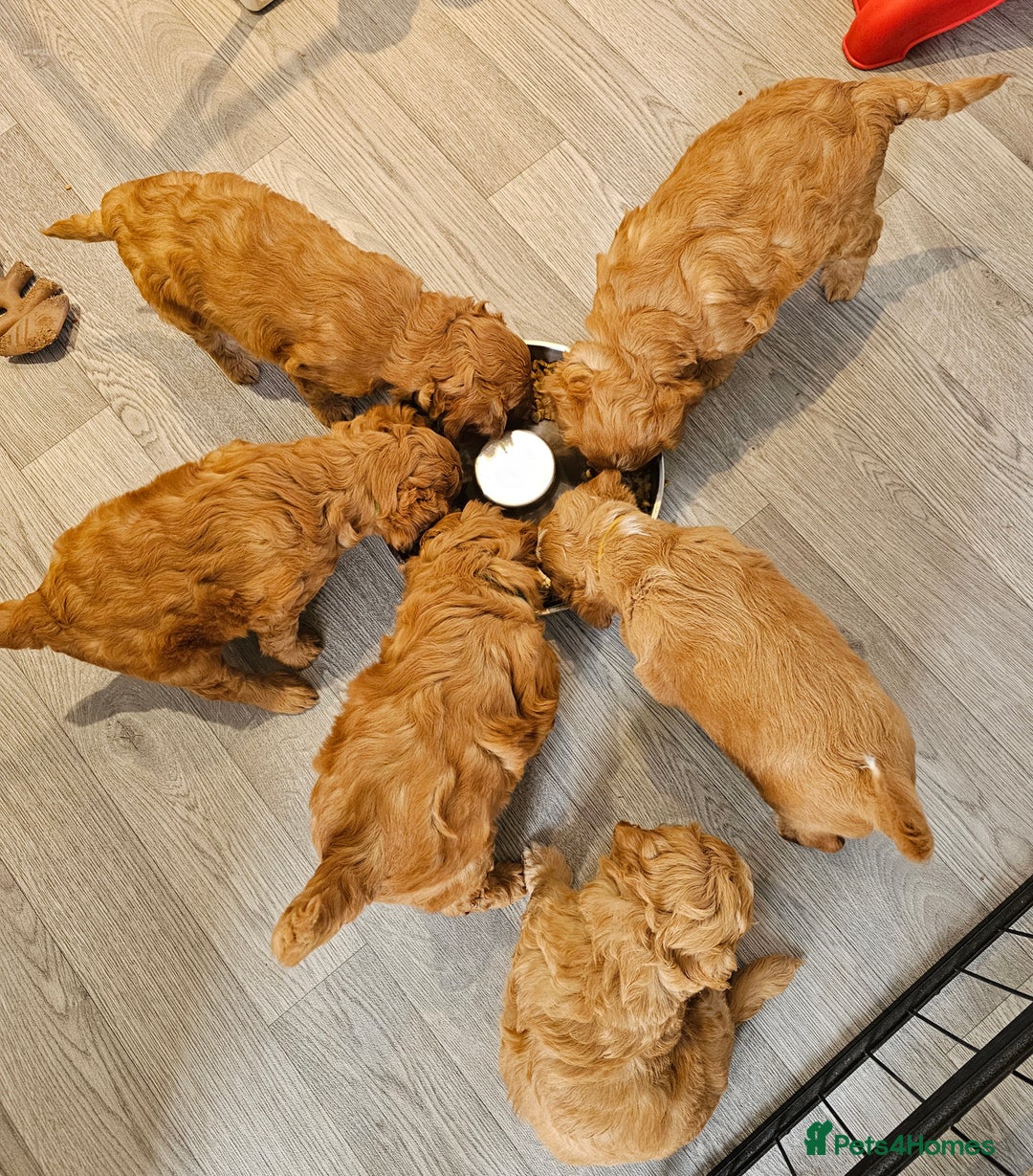 Mixed Breed dogs for sale: F2 Cockapoo's  - Image 8