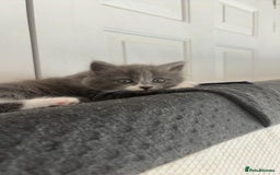 British Shorthair cats for sale: Litter of kittens for sale - Image 10