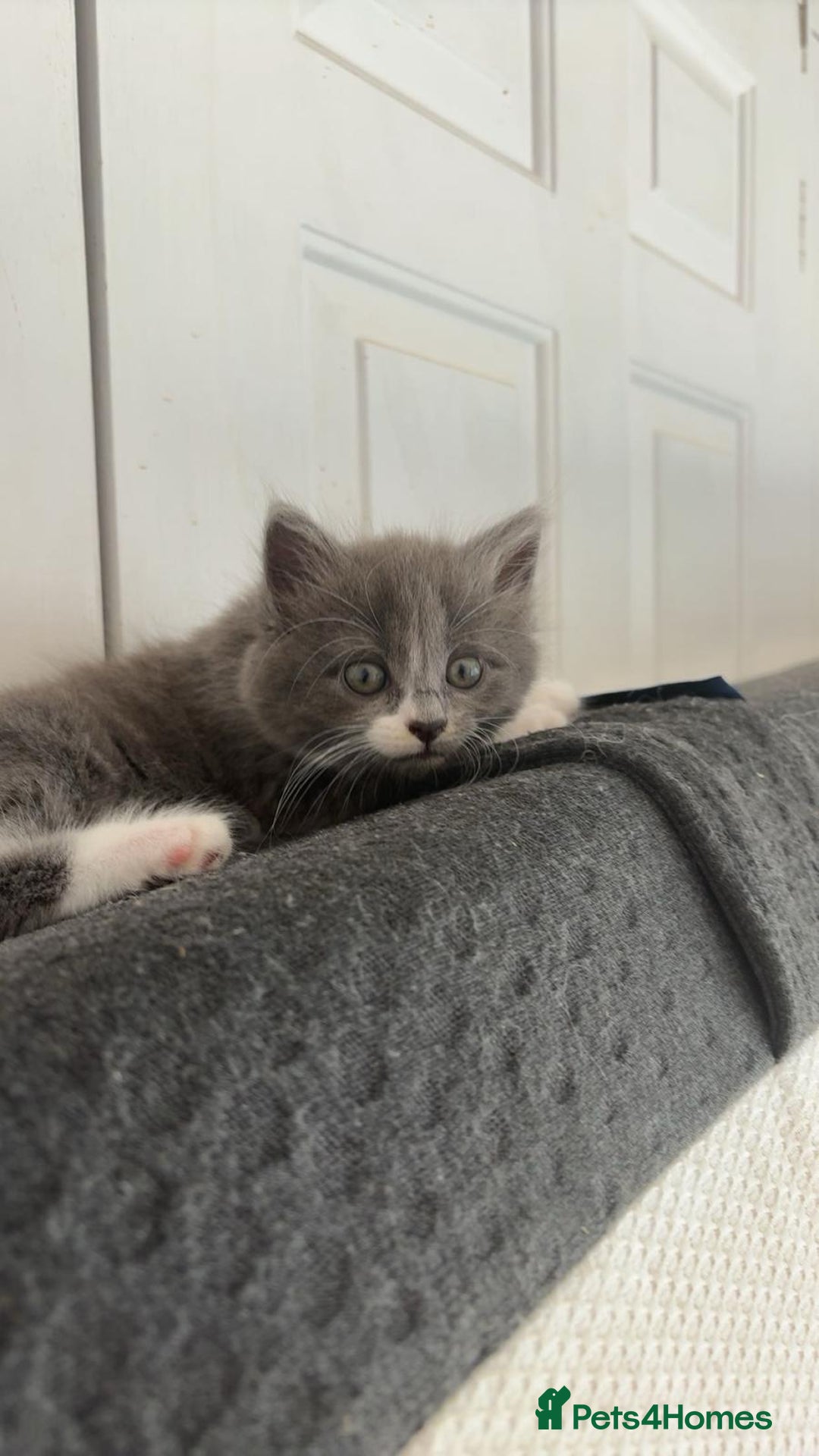 British Shorthair cats for sale: Litter of kittens for sale - Image 10